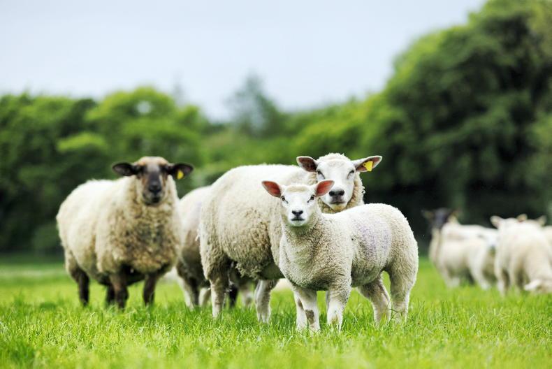 Scope for more sheep painkillers, NI study finds - Vimarsana News