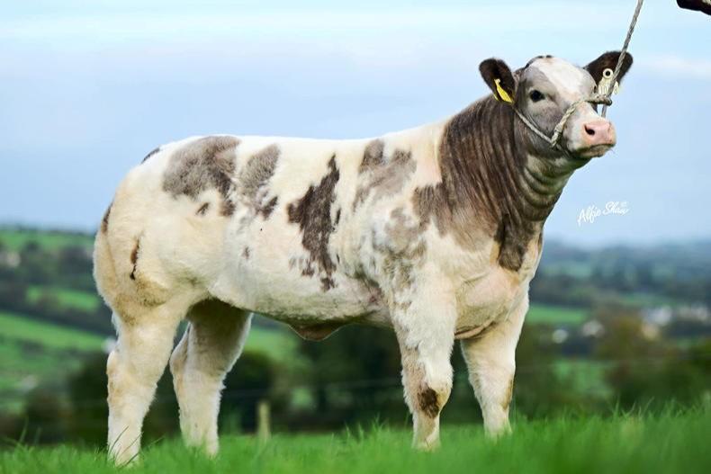 Top-quality show calves up for grabs at McNamee's production sale - Vimarsana News