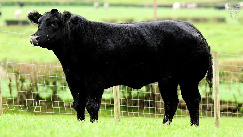 In-calf heifers average £3,563.79 (€4,090.20) at JALEX Select - Vimarsana News