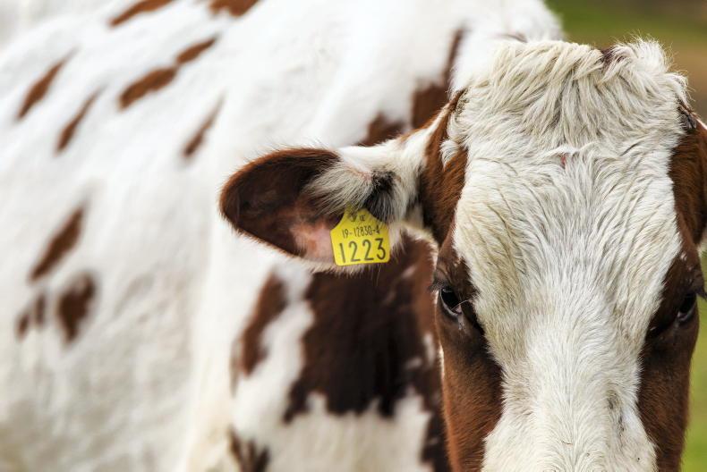 Dairy sector worth €17.6bn to Irish economy - Vimarsana News
