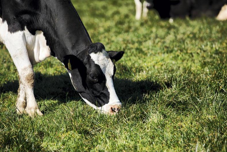 Grazing efforts remain challenging - Vimarsana News