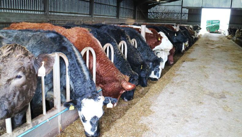 NI Trends: prime cattle steady but pressure grows on cow trade: lamb quotes up - Vimarsana News