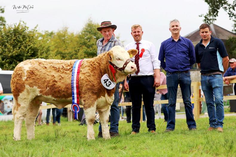 No race to breeding a champion with Raceview - Vimarsana News