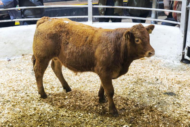 Camera at the Mart: sharp trade for quality weanlings in Tullow - Vimarsana News