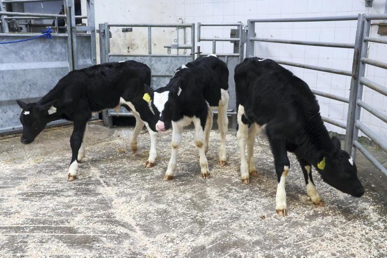 Exclusive: new weight and age limits to sell calves - Vimarsana News