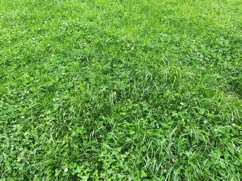 Dairy Management: what to do with high clover fields? - Vimarsana News