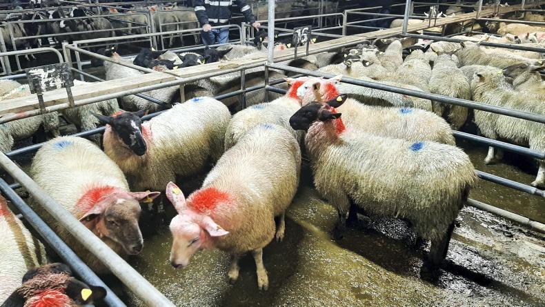 In pictures: solid trade for fleshed lambs in Ballinasloe - Vimarsana News