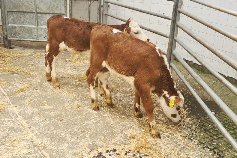 Mart managers call for consultation on calf sale rules - Vimarsana News
