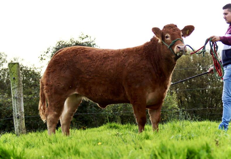 Clare Limousin club welcome back annual heifer sale - Vimarsana News