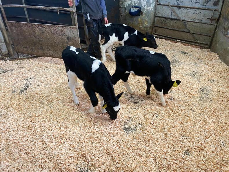 More discussion needed before calf regulations change - IFA - Vimarsana News