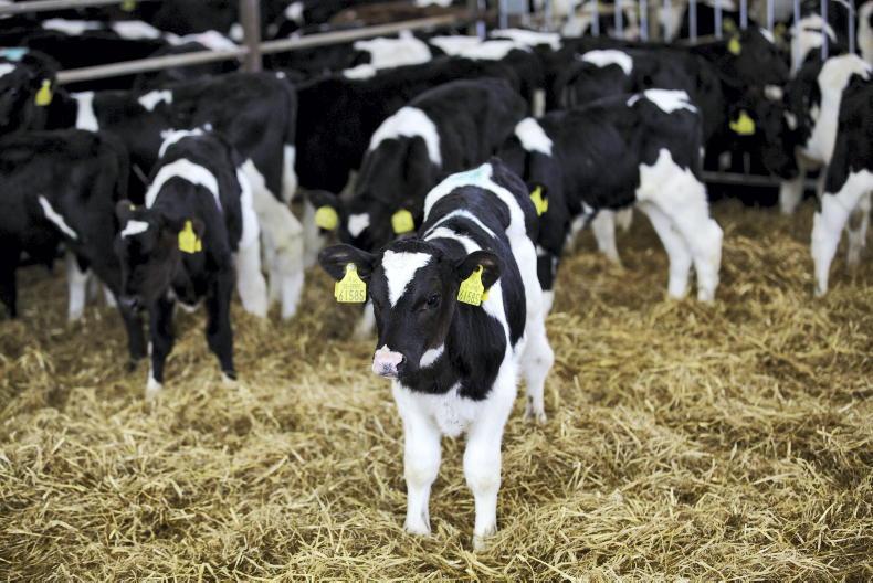 Rules on calf sales will depend on EU regulation - ICOS - Vimarsana News