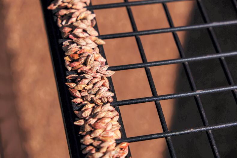 Tillage Podcast seed shortage, wet fields and ineffective herbicides