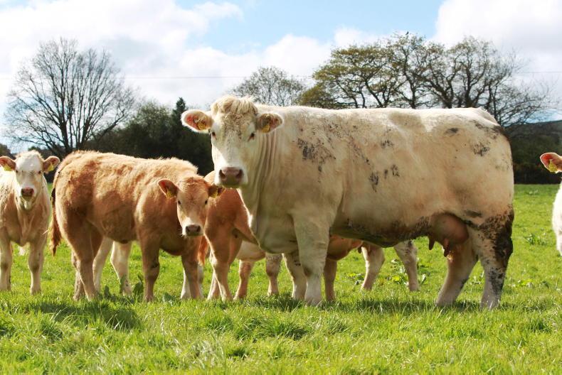 Changes to ICBF beef indexes: take our survey and have your say - Vimarsana News