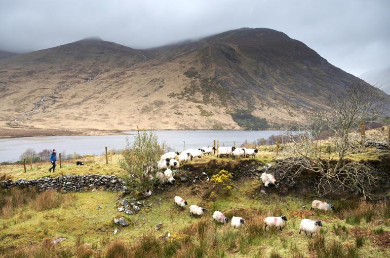 Scheme payments update: €20.7m paid this week under BISS and CRISS - Vimarsana News