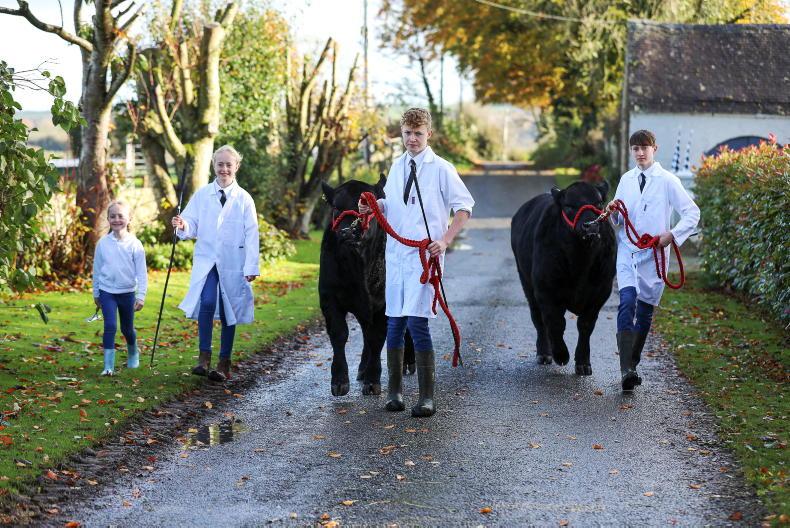 IFJ Junior: My Farming Week: Cormac Gaynor, Kilruane, Nenagh, Co Tipperary - Vimarsana News