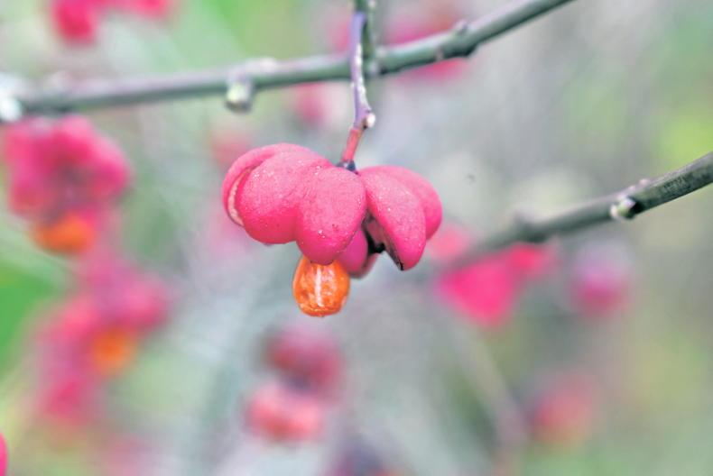 Find out what caught the eye of Irish Country                                   