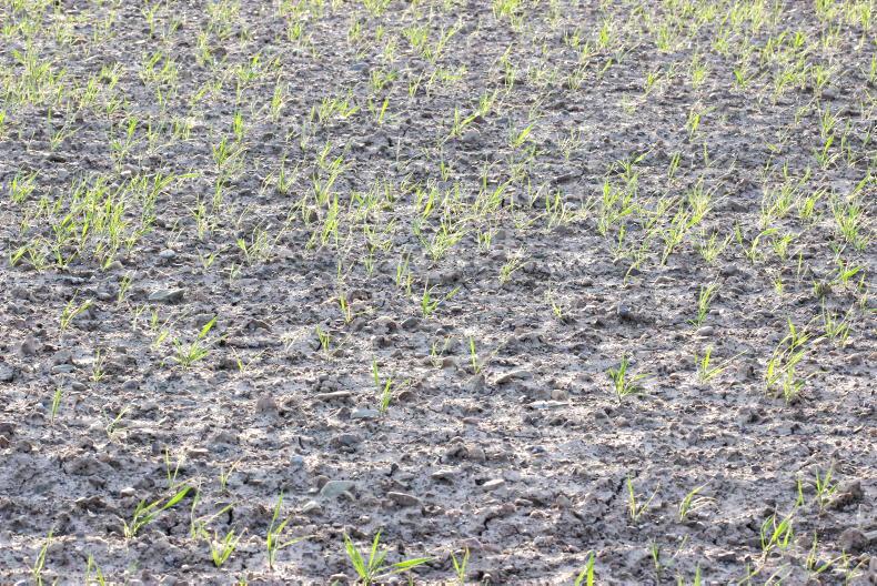 Dramatic drop in area planted to winter cereals - Vimarsana News