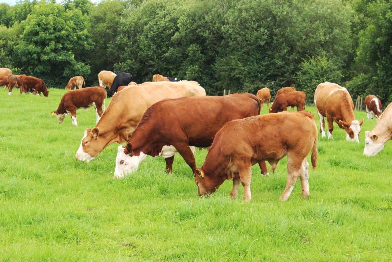 Farmer comments on Irish Farmers Journal survey - Vimarsana News
