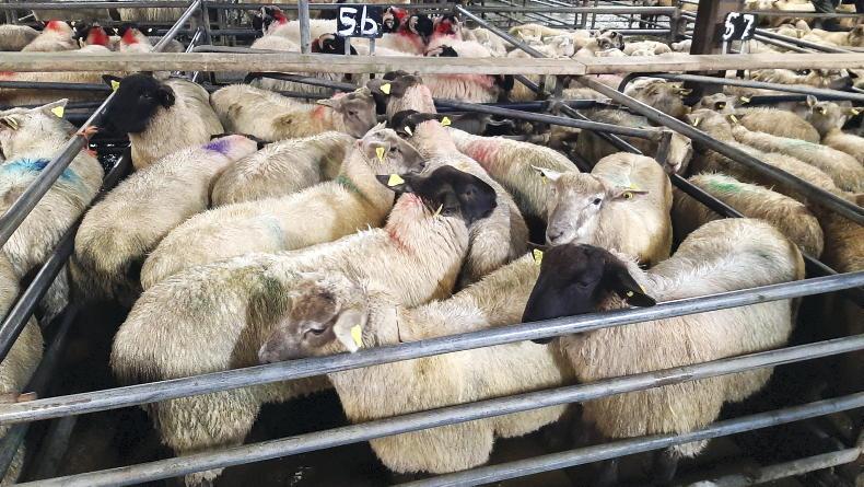 Sheep trends update: keener appetite as buying for Christmas heats up - Vimarsana News