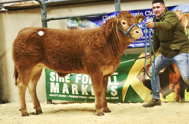 Hurricane takes Clare Limousin club sale by storm - Vimarsana News