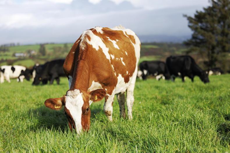 Teagasc dairy conference set for 29 November - Vimarsana News