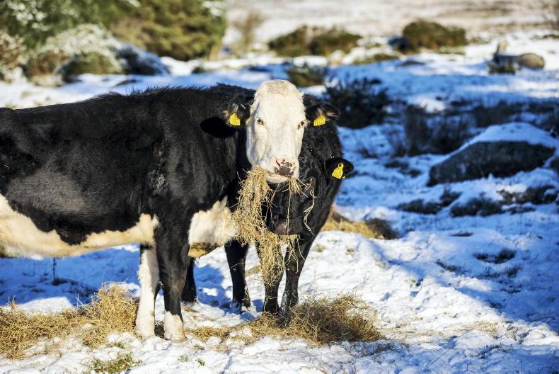 Christmas price boost for beef finishers - Vimarsana News