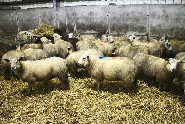 The sheep clean livestock policy refresher course - Vimarsana News