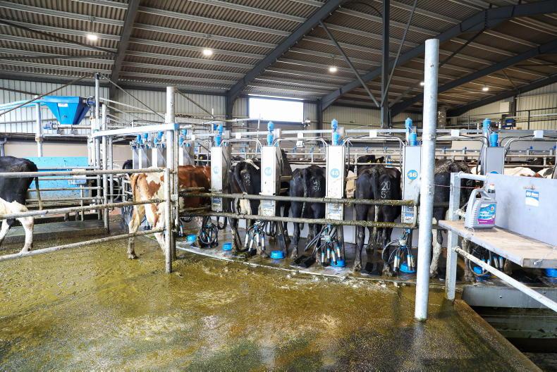 Spring calving position on new Galway-based dairy farm - Vimarsana News