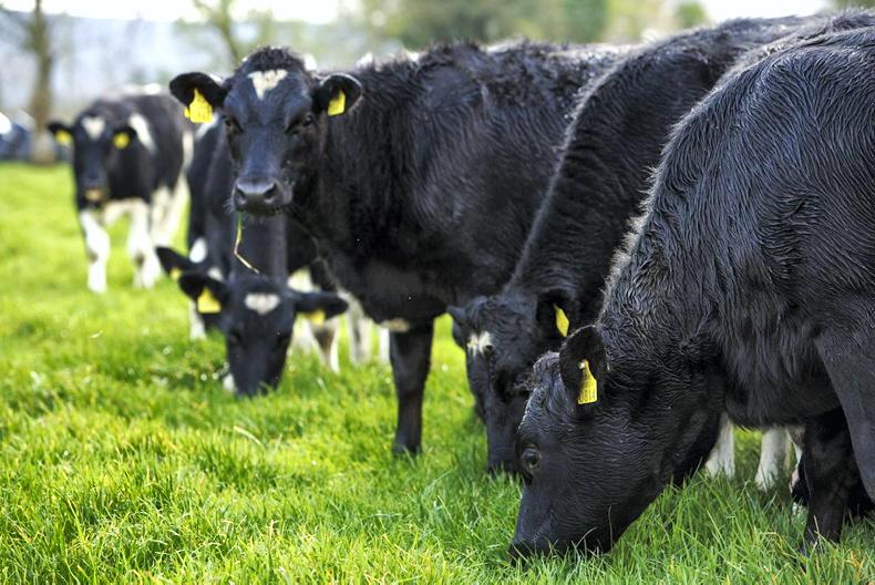 Farmer views: 'we will have to knock back numbers rather than increasing them' - Vimarsana News