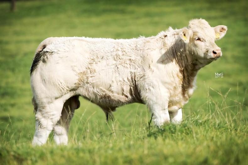 Beef Management: ICBF Indexes, fluke and autumn bulls - Vimarsana News