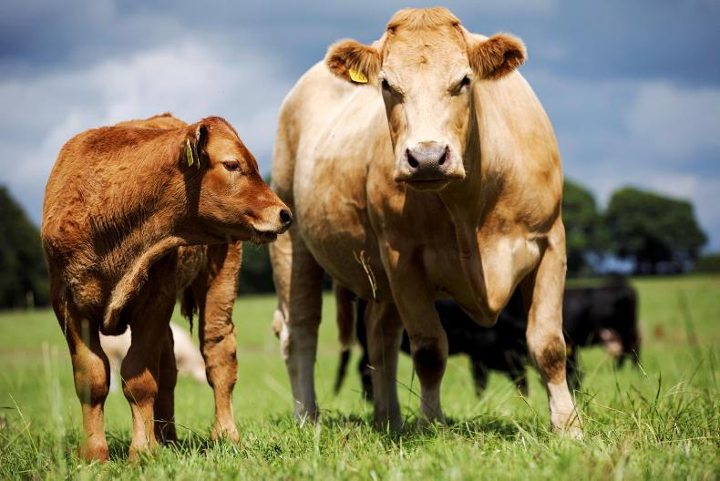 Suckler farmer fury over ICBF changes - Vimarsana News