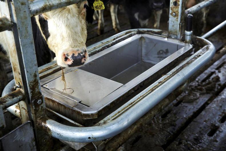 Keeping water troughs clean indoors Free