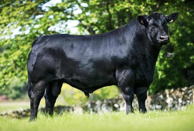 The Keys to Success Angus Edition – Opening doors for new genetics - Vimarsana News