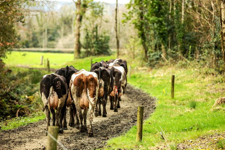 Dairy cow kill surges by 33% in October - Vimarsana News