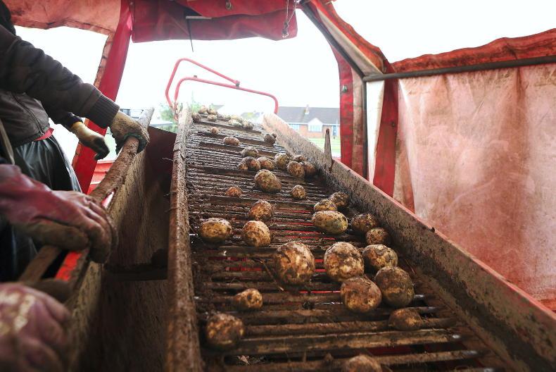 Warnings of a Christmas spud shortage rubbished