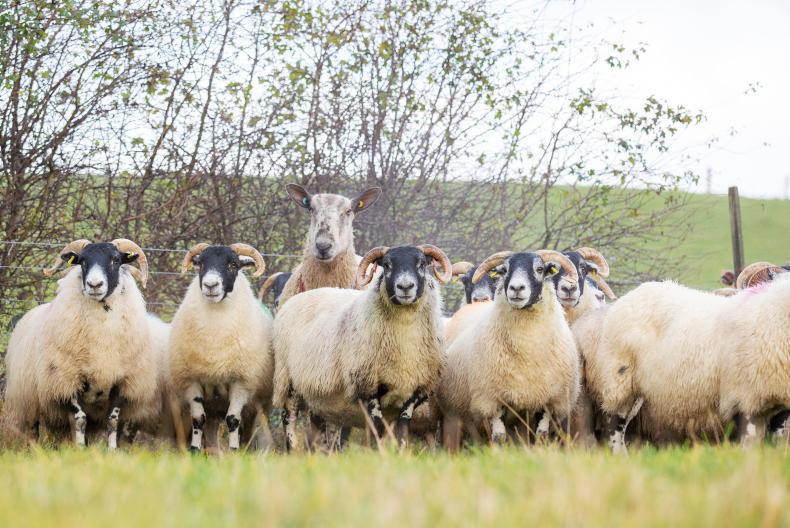 Temporary sheep movements - keeping paperwork on track - Vimarsana News