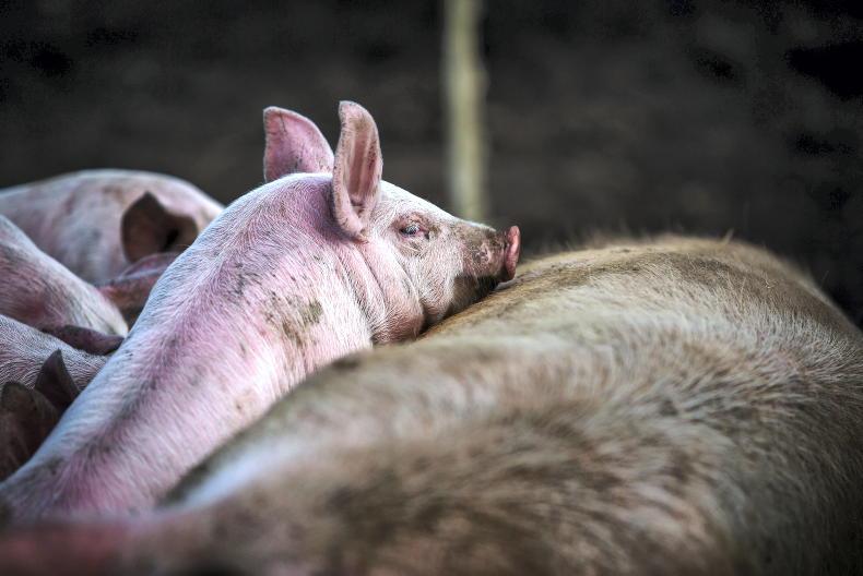 Pig farmers still losing €25/pig - IFA pig chair 