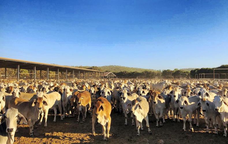 China lifts import ban on three Australian beef plants - Vimarsana News