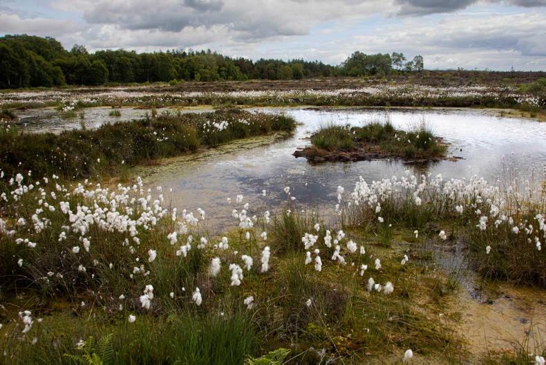 UCG plans to establish on-campus peatlands centre - Vimarsana News