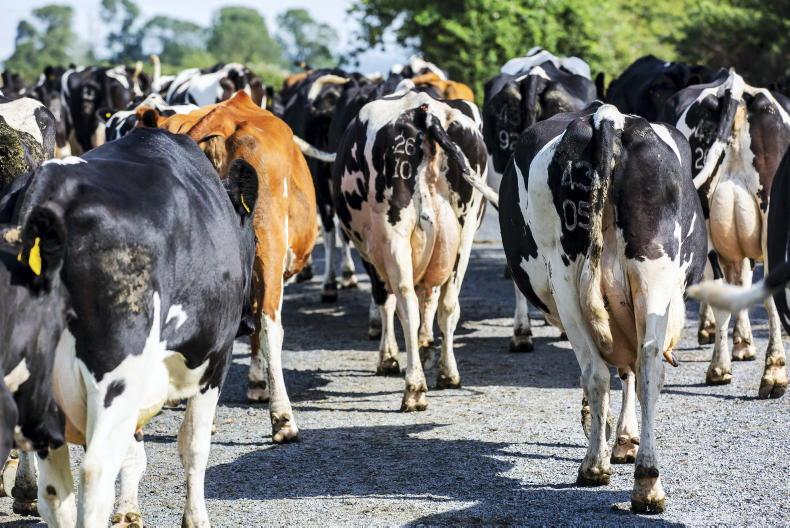Over one-third of derogation farmers to rent more land in 2024 - Vimarsana News