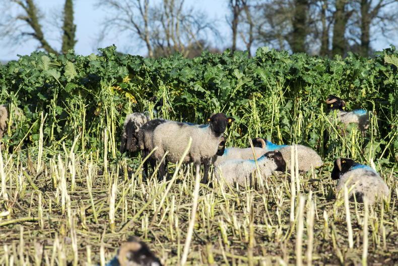 Hill lambs gaining an average of 130g daily on forage crops - Vimarsana News