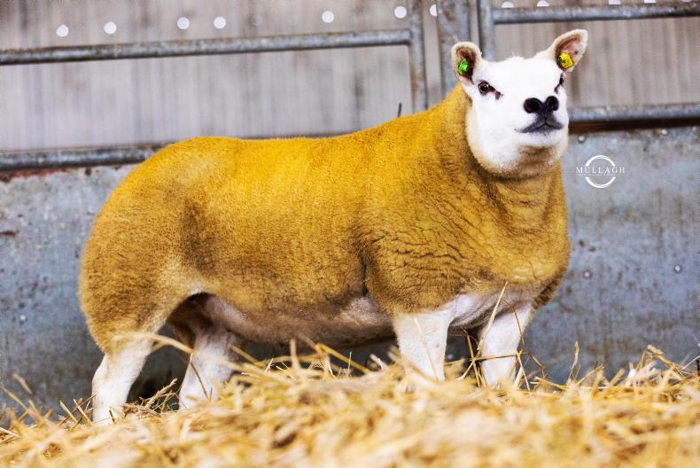 Treemore Texels hit €3,200 in Tullow - Vimarsana News