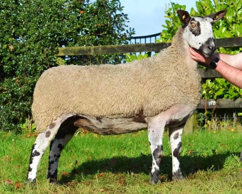 Firmount flock bows out in Carrick with top of €3,200 - Vimarsana News
