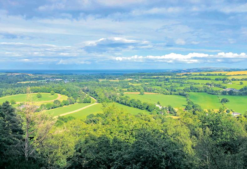 One in eight suckler farmers to apply for native tree scheme - Vimarsana News