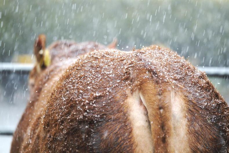 December rainfall above average - Vimarsana News