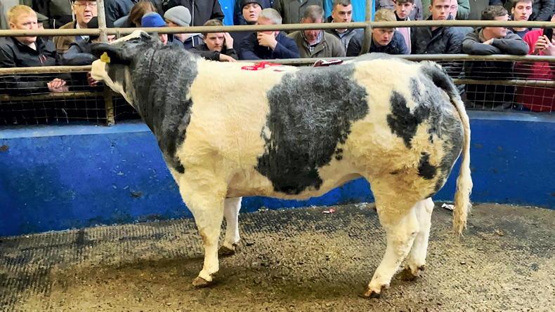 Anticipation building for Roscrea's 60th fatstock shows and sales - Vimarsana News