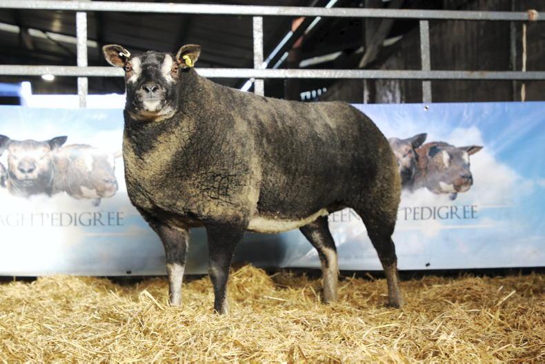 Cleenagh Dribbler shoots and scores at second Trilogy sale - Vimarsana News