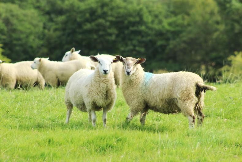 Northern Ireland sheep kill exceeds 500,000 head - Vimarsana News
