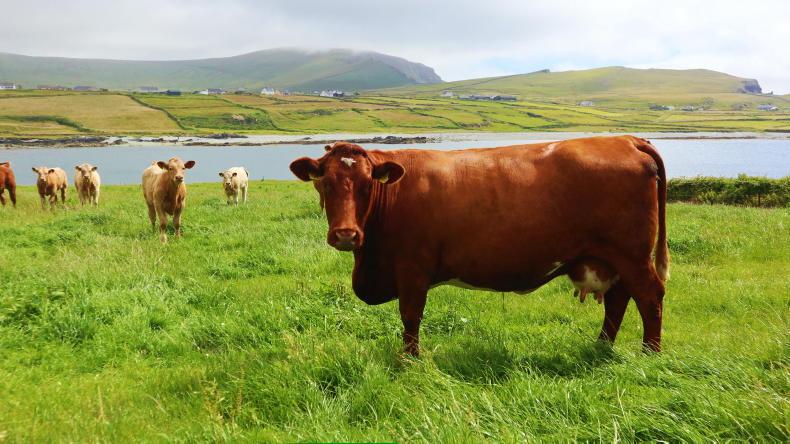 Exclusive: beef farmers should buy from QA herds - Bord Bia - Vimarsana News