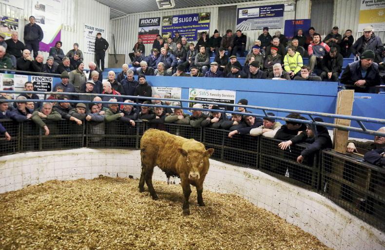 Watch: dry cows top Tuam as mart trade passes out factory quotes - Vimarsana News